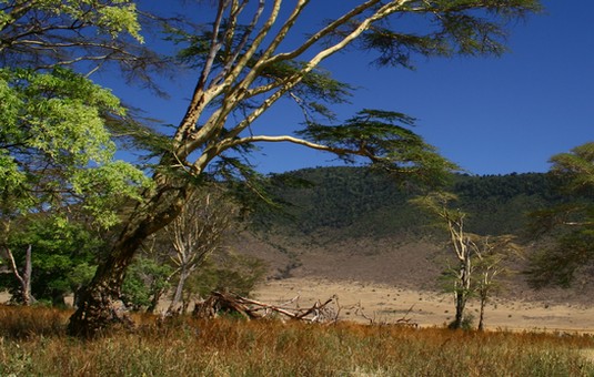 Une étude révolutionnaire révèle les stocks de carbone des 10 milliards d’arbres des régions sèches d’Afrique sub-saharienne