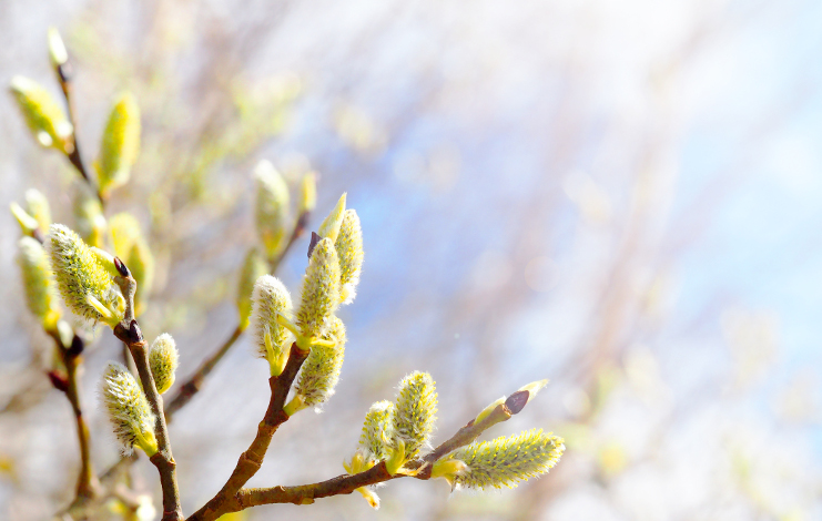 Réchauffements hivernal et printanier : des effets antagonistes sur la croissance des bourgeons
