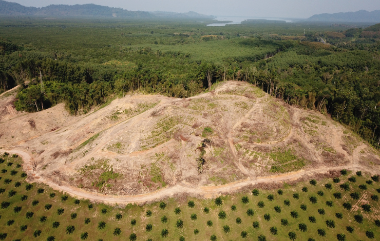 Reducing Forest Loss: A Carbon Proof Statement