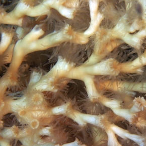 Méditerranée : Quel avenir pour les coraux profonds ?
