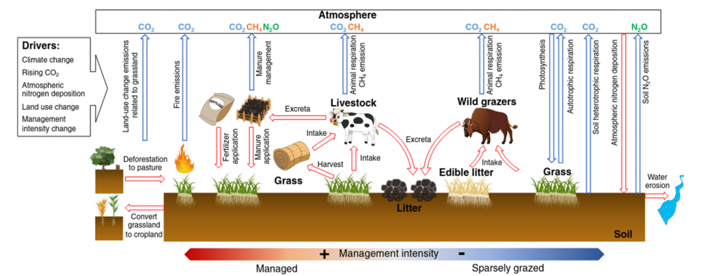 Climate warming from managed grasslands cancels the cooling effect of carbon sinks in sparsely grazed and natural grasslands