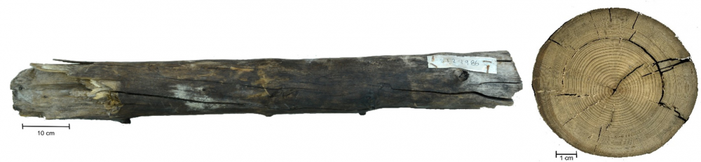 Dating coastal archaeological wood from Pingusugruk (15th-17th CE), Northern Alaska. 