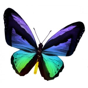 Un papillon encore plus turbulent