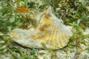 Acidité des océans :  variations saisonnières plus marquées