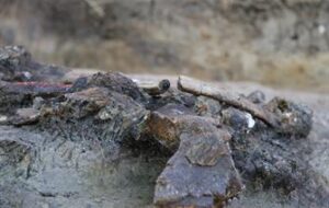 L’Homme était déjà présent aux Philippines il y a quelques 700 000 ans !