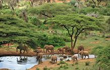 Eléphants de forêt et stocks de carbone dans la biomasse