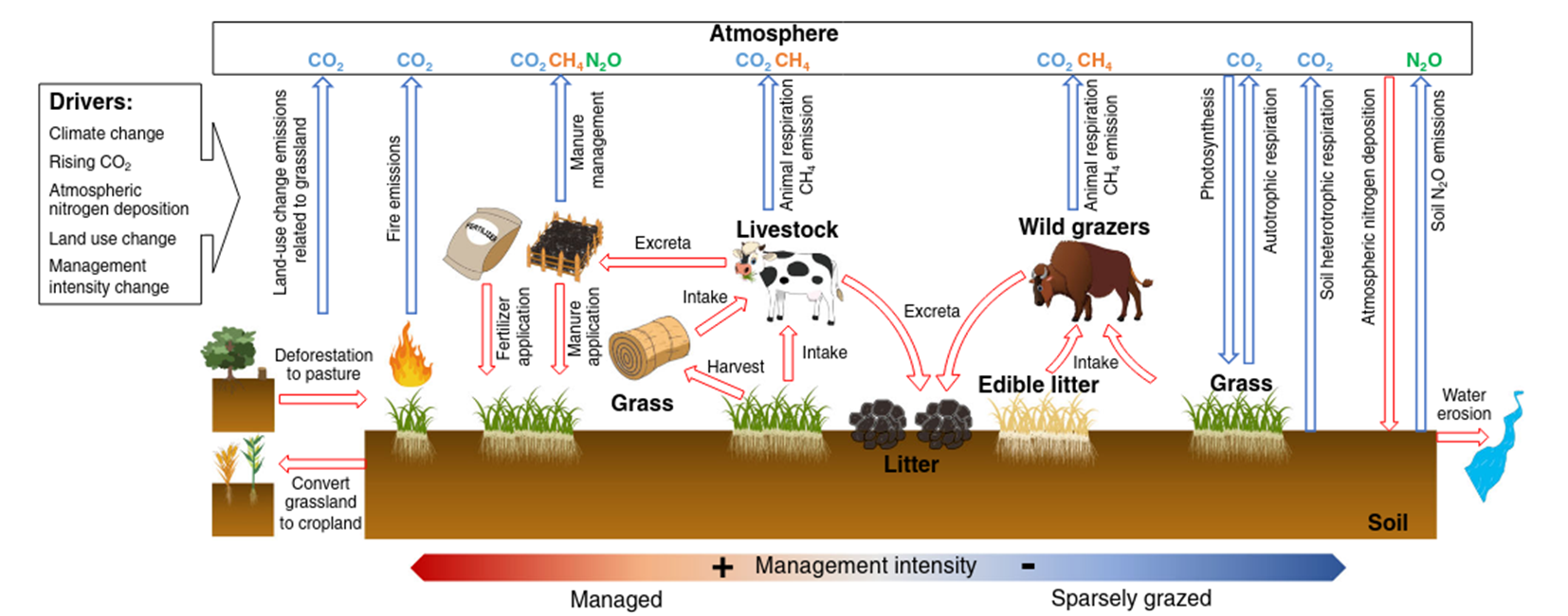 Climate warming from managed grasslands cancels the cooling effect of ...