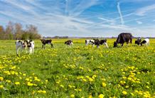 Comment les prairies changent-elles le climat ?