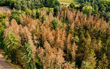 Plus que la température de l’air, l’humidité des sols régule l’absorption du carbone par la végétation