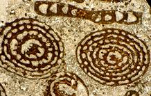Progrès décisifs dans la mesure du clumping isotopique dans les carbonates (Δ47) : vers une calibration universelle pour la paléo-thermométrie des carbonates