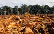 La forêt amazonienne brésilienne a déstocké du carbone au cours de la dernière décennie