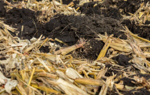 Delayed use of bioenergy crops might threaten climate and food security
