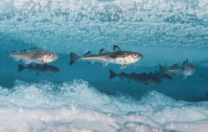 Basculement du pic d’acidité de l’hiver vers l’été dans l’océan Arctique : une menace pour son écosystème