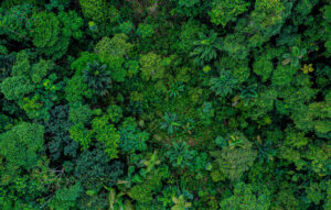 Fabrique de savoirs – Première cartographie, arbre par arbre, du carbone forestier d’un pays