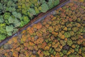 Puits de carbone de la forêt: un rapport de l’Académie des Sciences