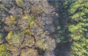 Lutte contre le changement climatique: prendre en compte les flux de carbone provenant des forêts non gérées