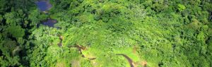 Joint PhD position: Tropical forest resilience and potential constraints on nature climate solutions