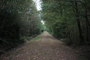 Protéger les forêts qui repoussent naturellement : une solution climatique cruciale – et négligée