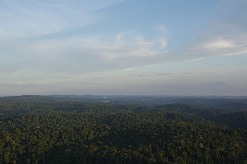 Spatially varying parameters  improve carbon predictions for the Amazon rainforest