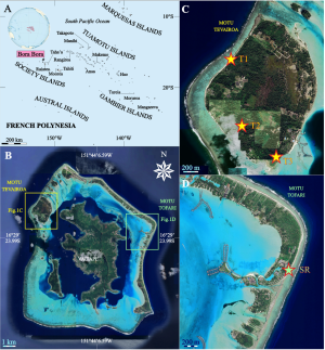 Dephasing of islet building between leeward and windward reef-rim sides, Bora Bora Island, Society Archipelago, central South Pacific