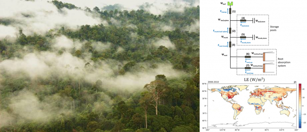 Image représentant une forêt en train d'évaporer de l'eau à côté du schéma descriptif du modèle décrit dans l'article et d'un des principaux résultats