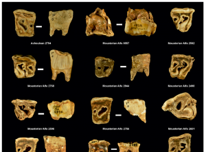 Élucider l’utilisation des dents de rhinocéros par les Néandertaliens : entre expérimentation et registre fossile